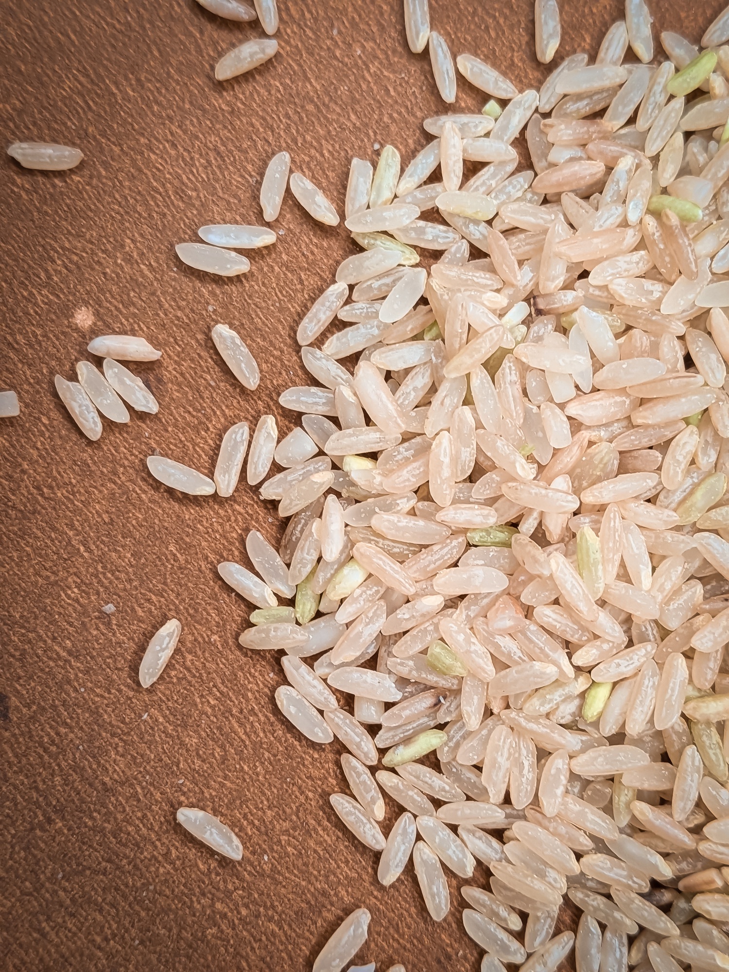 Mysore Malliga - Image 4